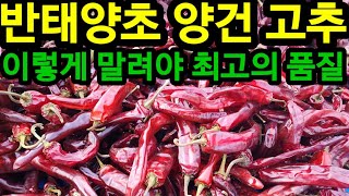 고추 반태양초 최고의 비결 이것 하나만은 꼭 해야 최고의 때깔