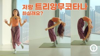 [유리의 포인트 숨요가] 드롭백과 컴업, 트리앙무코타나아사나