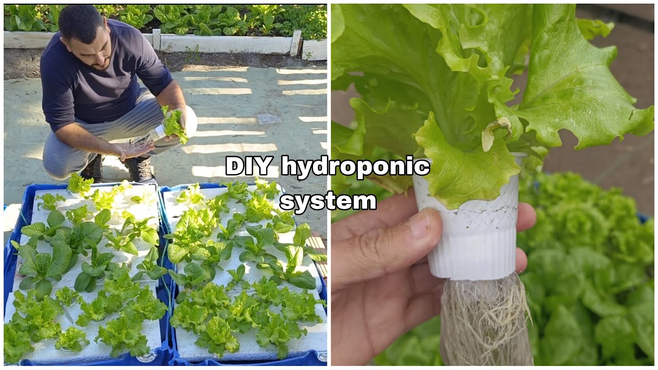 Build Homemade Hydroponic System Homemade Ftempo