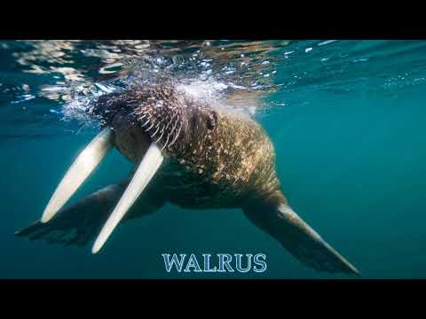 What is the sunlight zone in the ocean?