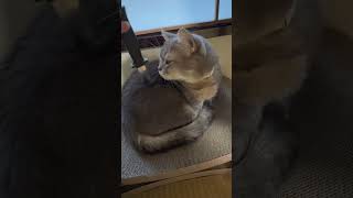 おもちゃのナイフで猫を刺した結果…