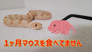 １ヶ月マウスを食べてない可愛いヘビにマウスを与えます