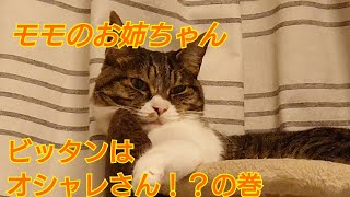 【まいネコ🐈】MOMO日記#41今日はモモのお姉ちゃん　ビッタンの巻(スタッフカズエ日記)