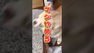 【ぷん助】靴下が大好きなチワワ #shorts #chihuahua #チワワ #一日はいた靴下嗅がせるのやめろ  #犬のいる生活