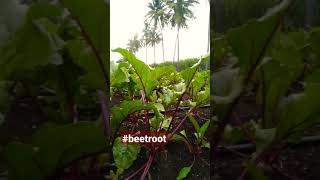 Beetroot farming #shorts