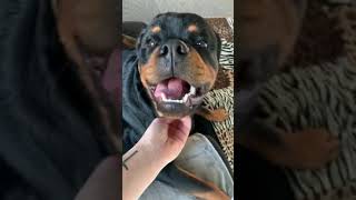 funny dog tiktok compilation