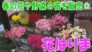 《お店情報》花はりま