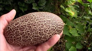 Sikkim Cucumber Taste Test. Ugly Brown Cucumber Shaped Like a Football.