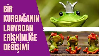 Bir kurbağanın larvadan erişkinliğe değişimi