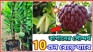 উন্নত জাতের থাইল্যান্ড ভ্যারাইটি আতা/শরিফা গাছে প্রচুর ফল পেতে যা করবেন/ সীতা ফল/ Grow Casterd apple