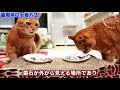 猫の歯周病について解説します