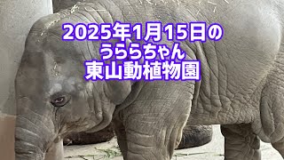 2025年1月15日のうららちゃん　東山動植物園＃うらら#ゾウ#東山動物園#elephant #zoo