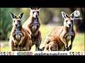 daily learning kangaroo கங்காரு ஏன் ஆஸ்திரேலியாவில் மட்டும் காணப்படுகிறது