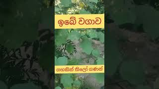 ඉබේ වගාව වුණ හැටි - කිලෝ ගණන් කඩපු හැටි - Agriculture Sinhala