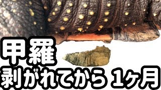 クサガメの甲羅が剥がれてから１ヶ月。経過報告動画