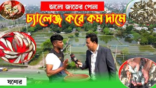 ভালো জাতের মাছের পোনা, আবার দামেও কম! চ্যালেঞ্জ করে যশোরের চাঁচড়া বাজারে সজীব এর খামারে! fish farm