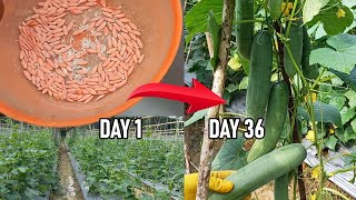 Cucumber Cultivation from 0 to Harvest (36 Days) Low Budget Abundant Yield!