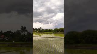 Paddy Fields | Dark Clouds | நெல் வயல் | மழை மேகங்கள் #shorts #paddy #agriculture #pictures