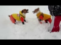 吹雪の中で遊ぶピートとリリィ