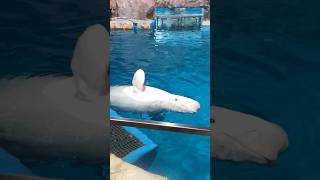 【ベルーガ】7-①ニコ様「ボクもここにいるよ」アピール #名古屋港水族館