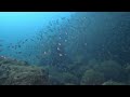 【東北角深澳潛水】一起沉浸在玻璃魚風暴。scuba diving in shenao in taiwan.