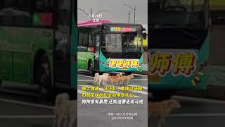 路上偶遇“汪汪隊”集體過馬路，司機見狀紛紛主動停車禮讓。狗狗很有素質 還知道要走斑馬線