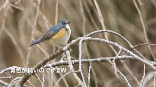 ルリビタキの地鳴き（♂2W)よく似たジョウビタキの地鳴きとの違い