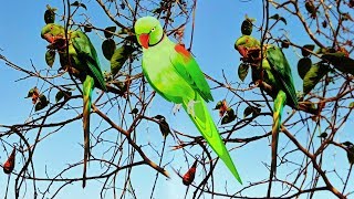 પોપટ કેવી રીતે ખાય છે (parrot) Gujarati animals 2019