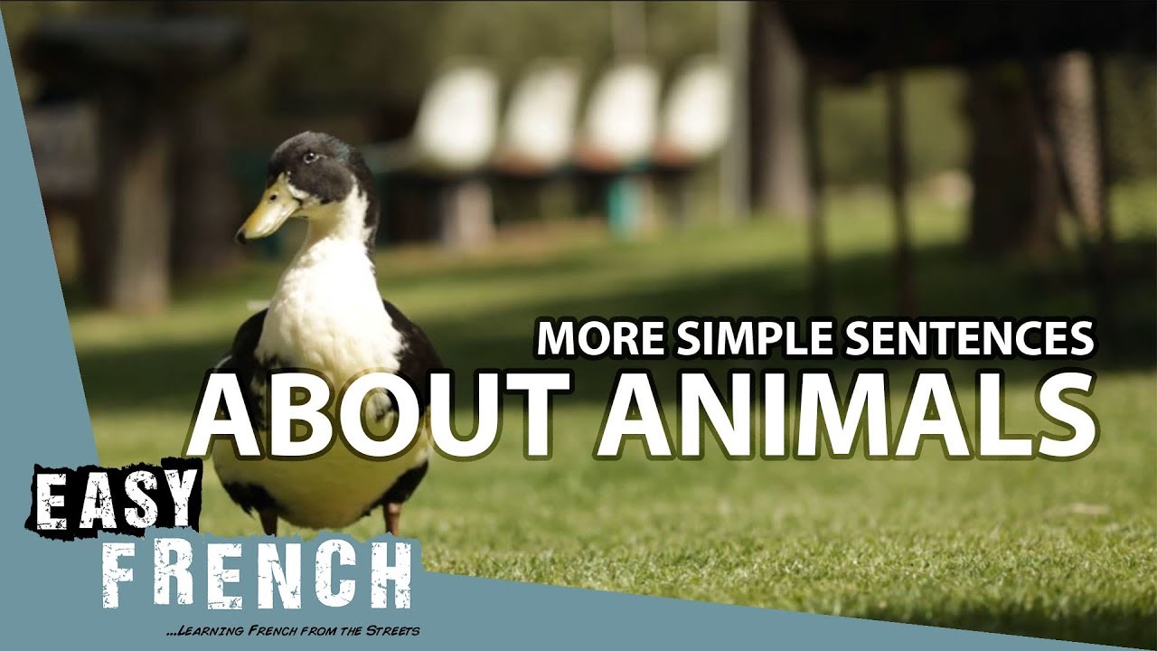 More Simple Sentences About Animals | Super Easy French 48 - YouTube