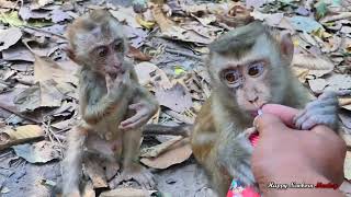 Poor abandoned Rescue by Milk Fruit | Mom Monkey always Protect her Baby Macaque | do Love Primate