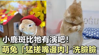 小鹿斑比牠有演吧！　萌兔「猛搓嘴邊肉」洗臉臉網融化：是黑糖麻糬