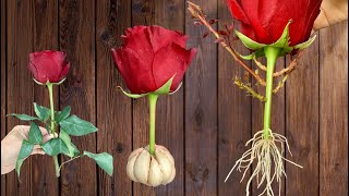 Just Garlic! Red Rose suddenly grows 500% roots in just 1 night and blooms continuously.