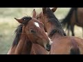 stock video horses allogrooming each other as they gently nibble each others hide