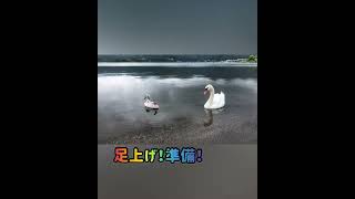 白鳥ってこうやって寝るんだ！びっくり🫢　Swan sleeps like this! Surprised　天鹅是这样睡的！ 惊讶