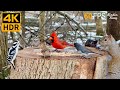 Cat Tv For Cats To Watch 😺 Romantic Snow With Lovely Birds And Squirrels 🐿 8 Hours 4k Hdr 60fps
