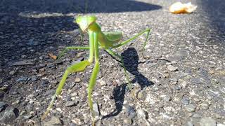 【閲覧注意】巨大カマキリ現れた！※虫が嫌いな人は見ないで下さいます