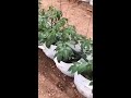 蔬菜種植tomato planting greenhousecompany greenhouse cultivation