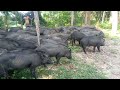 village animals pig biggest daily wilb of pig