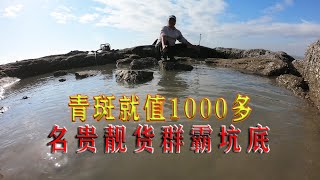 岸边8字浑坑撒50斤牛血，名贵靓货群霸坑，光两条青斑就值1000多