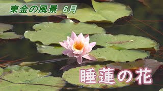 【東金の風景 6月】[4K] 睡蓮の花／丑ヶ池（東金市 家之子）