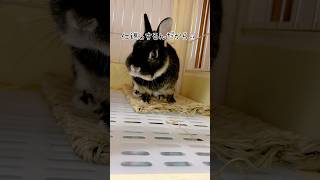 犬にパンチされたうさぎが‥#shorts #うさぎ #rabbit