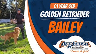 (Bailey) 1yo Golden Retriever | Best Virginia Dog Trainers