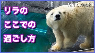 虫を見つけたリラ　デナリの寝息　塩ビ管抱えて寝るキャンディ　熟睡ララ