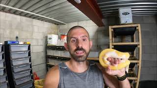 WHAT IS POWER FEEDING BALL PYTHONS? ARE YOU MAINTENANCE FEEDING?