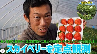 【いちご栽培】2月末の生育状況を定点観測※春管理についてのお話！