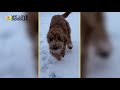 ഏത് goldendoodle വലുപ്പം 🐶 മിനി 🐶 മീഡിയം 🐶 സ്റ്റാൻഡേർഡ് 🐶