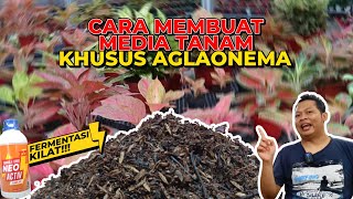 (Eps. 407) Kenapa Aglaonema Butuh Metan Khusus? Simak Alasan dan Cara Buatnya | Rimawan Vlog