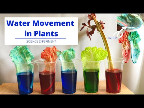 How does this lab prove vascular tissues carry water and minerals up the stem?