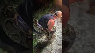 Snake Hunters Nab Largest Burmese Python Ever Found in Everglades