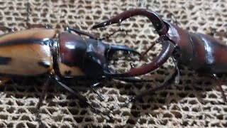 ノコギリクワガタVSファブリースノコギリクワガタ Prosopocoilus inclinatus  VS Prosopocoilus fabricei